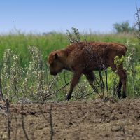 Ein jünger Büffel streift umher